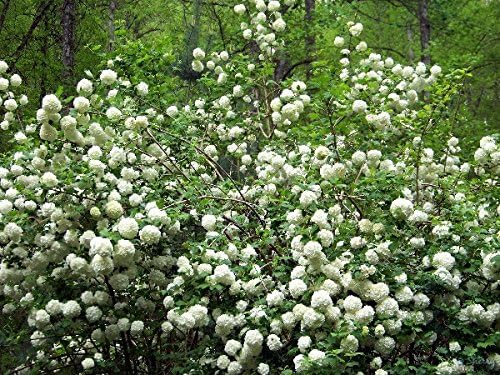 Eastern Snowball Bush ( Viburnum ) - Live Plant - Trade Gallon Pot