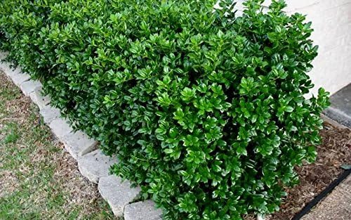 Burfordi Holly | 3 Live Plants | Ilex Cornuta | Fast Growing Evergreen Shrubs, Privacy Hedge Plants, Dark Green Foliage, Low Maintenance Landscaping, Ideal for Hedges and Borders
