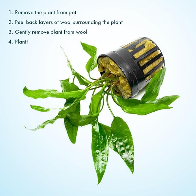 SubstrateSource Cryptocoryne Live Aquarium Plants - Freshwater Plant for Aquariums, Planted Fish Tanks - Beginner Friendly (Usteriana Green, 1 Pot (3-5 Plants))