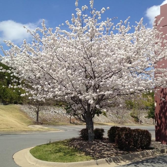 Cherry Blossom Tree, White Cherry Tree Live Plant, 6-12 Inch Tall in 2.5 Inch Pot, Dormant in Winter