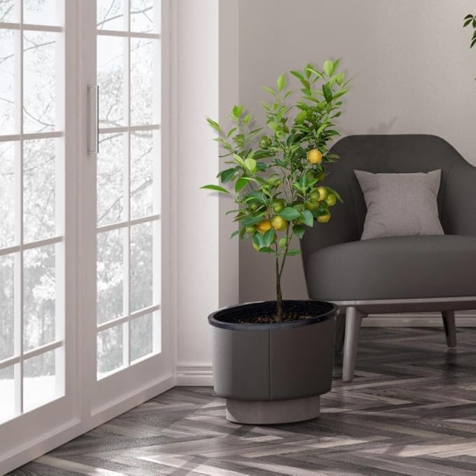 Brighter Blooms - Meyer Lemon Tree, 1-2 ft. - No Shipping to AK, AL, AZ, CA, FL, GA, HI, LA, MS, OR, TX