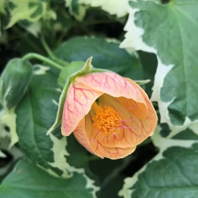 2 Abutilon Plants Live 5-8 Inches Tall - Abutilon Lantern Trailing Hanging Flower Vine Perfect for Enhancing Your Indoor Outdoor Garden (Variegated Apricot)