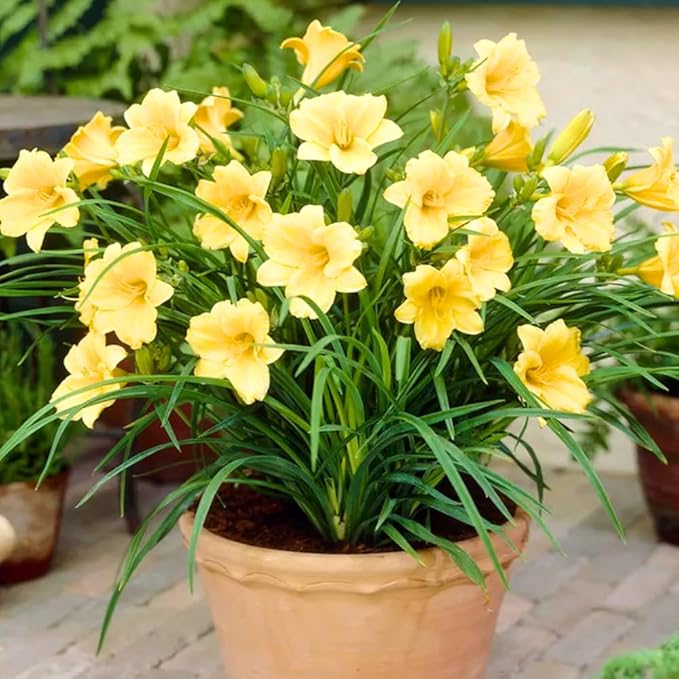 5 Yellow Daylily Bulbs for Planting, Reblooming Daylilies Bulbs, Perennial Flowers Bulbs