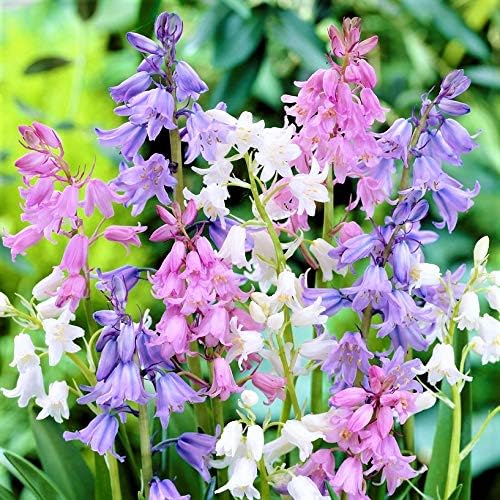 Easy to Grow Spanish Bluebells Mix 30 Plant Bulbs - Blue, Pink, & White Flowers in Spring, Partial Sun Outdoor Zones 3-8