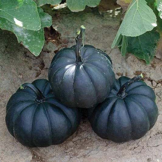 Exotic Black Kat Pumpkin Seeds for Planting (10 Seeds) – Deep Black, Smooth-Skinned Pumpkins – Rare Decorative Variety for Fall Gardens, Halloween Displays & Autumn Décor