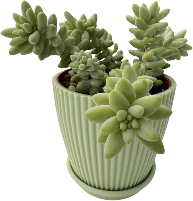 Donkey's Tail with Green Stripe Pot, Live Sedum Morganianum-Burro's Tail Succulent with Soil Mix, Rare House Plant for Home Office Wedding Indoor Outdoor Decoration, DIY Projects, Party Favor