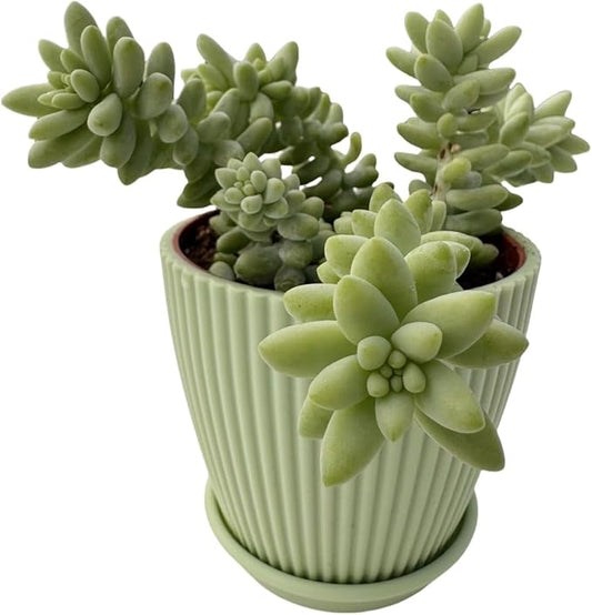 Donkey's Tail with Green Stripe Pot, Live Sedum Morganianum-Burro's Tail Succulent with Soil Mix, Rare House Plant for Home Office Wedding Indoor Outdoor Decoration, DIY Projects, Party Favor