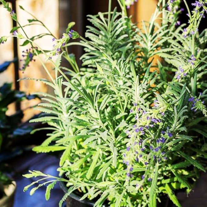 2 Purple Lavender Plants Live, Live Lavender Plant Indoor Outdoor, Live Lavender Plant, Lavender Plants Live, Edible Herb