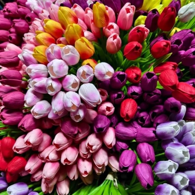 20 Mixed Tulip Flower Bulbs for Fall Planting, 11/12 cm Top Size Tulip Bulbs Bulk Pack of Colorful Tulips for Spring Blooms, Grow Flowerbeds, Fresh Harvest