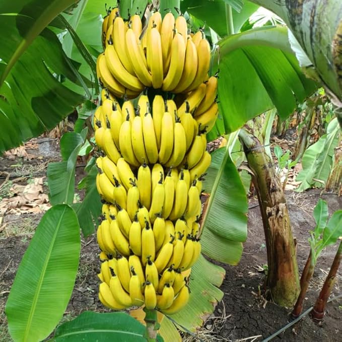 Grand Nain Banana Plant Live for Planting, Banana Trees Live Plants for Outdoor Indoor Planting, Cold Hardy, 4-7" in Tall, No Pot, Musa Plant