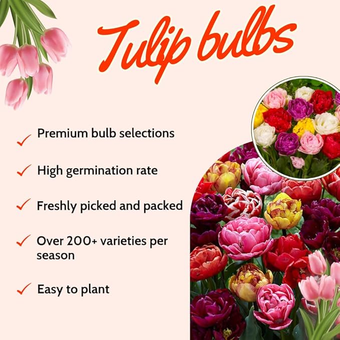 20 Tulip Bulbs for Fall Planting, Top Size Tulips Bulbs Perennial Flowers, Vibrant Spring Blooms, Easy Fall Planting (Mix Rare Tulip)