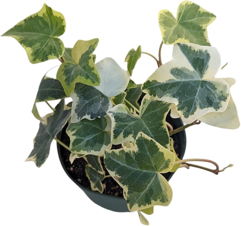 Gold Child English Ivy Plants, 3-Pack, 4" Pots