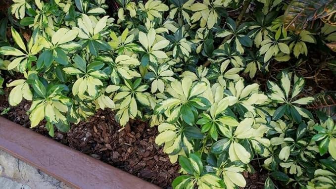 Arboricola Variegated Schefflera Trinette I 10 Live Plants I Vibrant Green & Yellow Foliage, Easy-Care Indoor & Outdoor Plant, Air-Purifying, Ideal for Home
