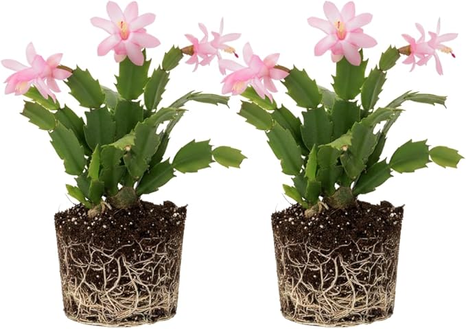 2 Live Pink Christmas Cactus Plants, Pink Christmas Cactus Plants Live, 4 to 6 Inch, Bare Root, Perennial Flower Holiday Succulent Plant, No Pot