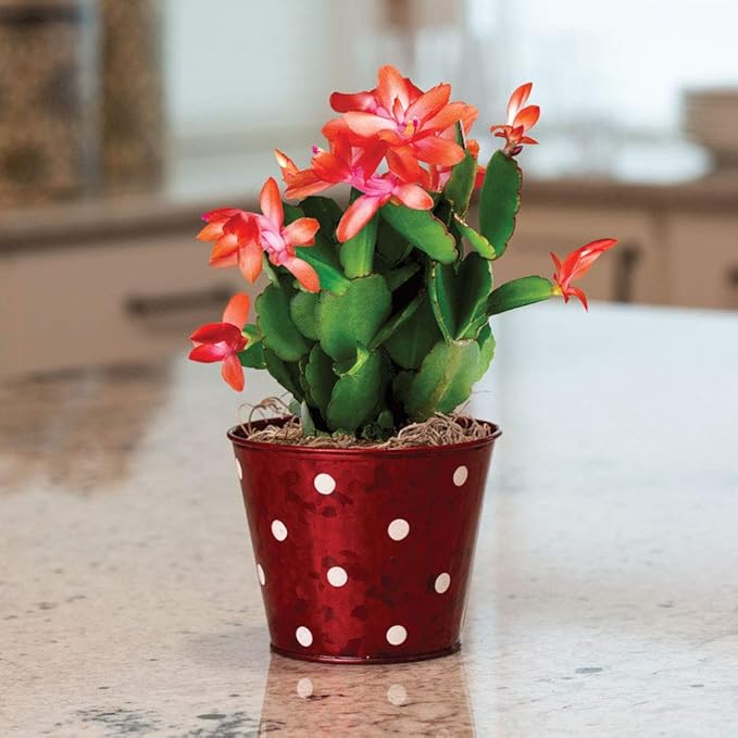 Christmas Cactus - Live Plant in a 4 Inch Pot - Schlumbergera Bridgesii - Beautiful Indoor Tropical Succulent