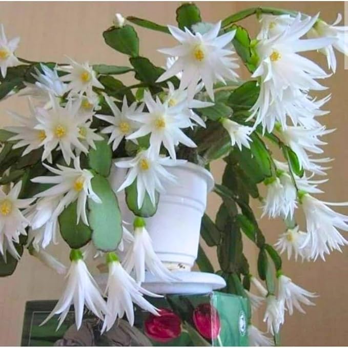 White Easter Cactus Plants Live, Christmas Cactus Thanksgiving Cactus Like Plants Live, Well-Rooted Cold Hardy, Holiday Cactus for Indoor Outdoor Planting, 4-8 Inc Tall, Starter Tree
