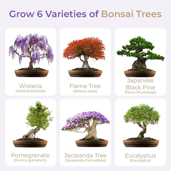 Grow Your Own Bonsai kit | Tree Plants & Seeds | Crafts Hobby Kits | Easily Grow 4 Types of Bonsai Trees with Our Complete Beginner Friendly Kit | Christmas Gift Ideas for Plant Lovers