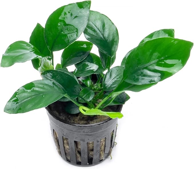 SubstrateSource Anubias Live Aquarium Plants - Potted Freshwater Plant for Fish Tanks, Terrariums - Beginner Friendly Low Light (Barteri, 1 Pot)
