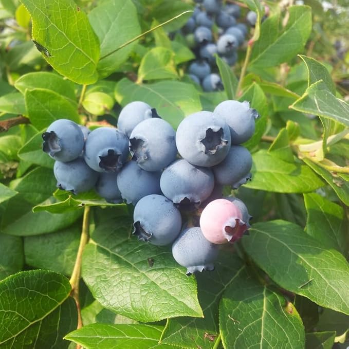 Elliott Blueberry Plant Live for Planting, 4-8 Inch Tall Starter Plant, Hardy Blueberry Bush for Garden or Patio