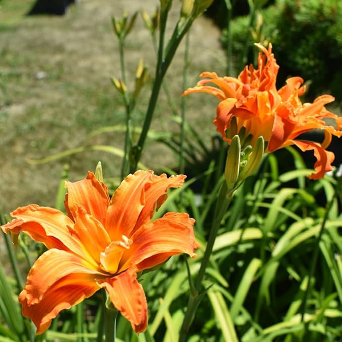3 Double Orange Daylily Bulbs for Planting, Reblooming Daylilies Bulbs, Perennial Flowers Bulbs