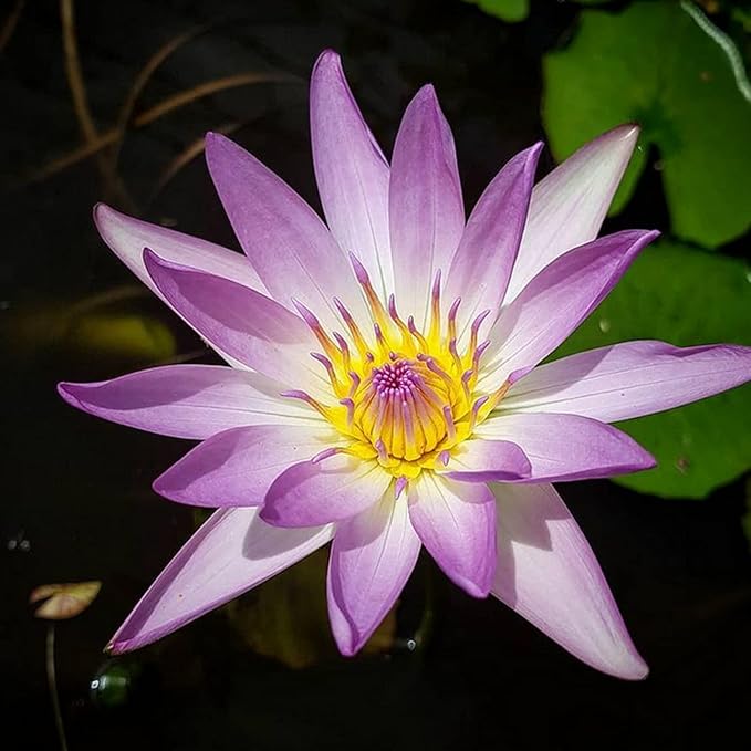 (Nymphaea Purple Joy) Tropical Water Lily Tuber Live Aquatic Plants for Freshwater Fish Pets Pond Balcony Decorations by Greenpro