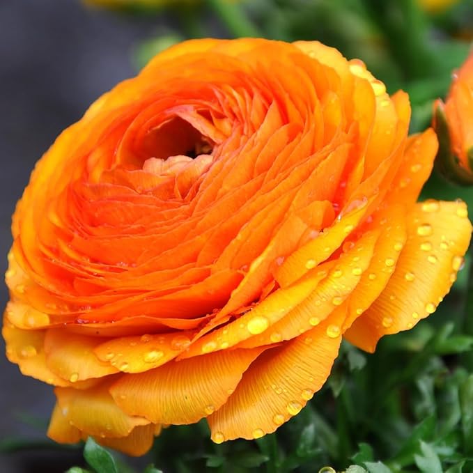 25 Ranunculus Bulbs for Fall Planting, Perennial Flowers Bulbs for Gardens, Vibrant Peony Buttercup Corms for Outdoor Borders (Orange Ranunculus Bulbs)