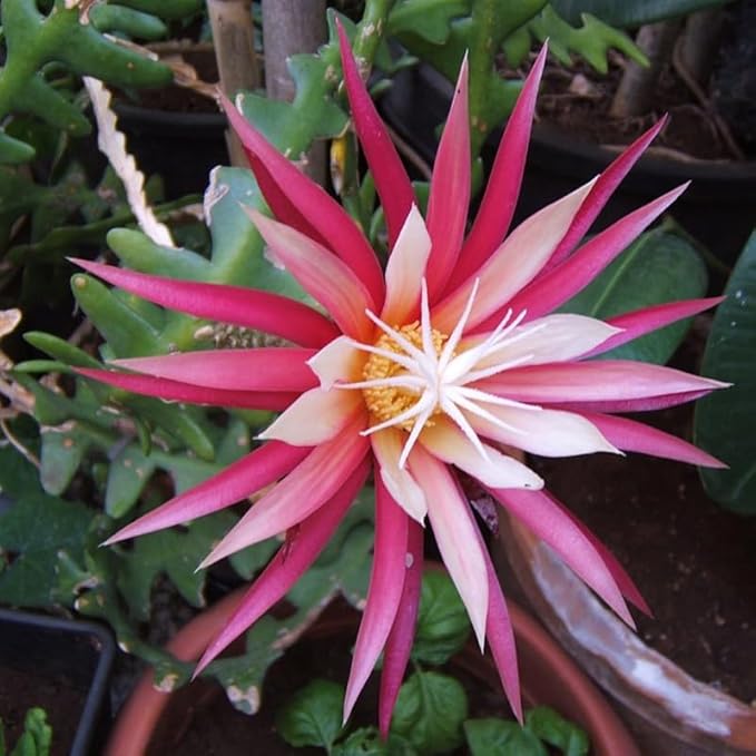 Fishbone Cactus Live Plant, Epiphyllum Flower Cactus in Pot, 4 to 8 Inch Tall, Perennial Well Rooted Plants