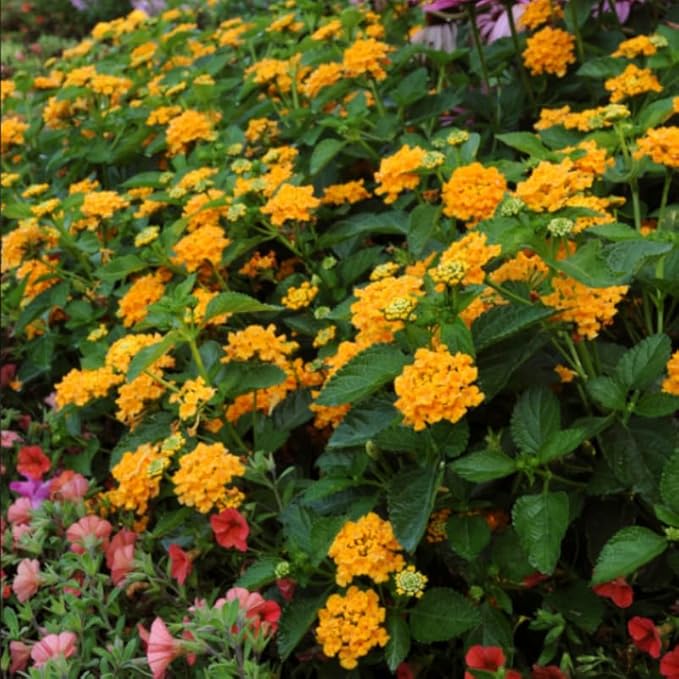 Pack 2 Yellow Lantana Plants Live for Planting Outdoors, 2 to 5 Inch Tall, Live Lantana Plants Well Rooted, Fragrant Flowers