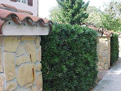 Podocarpus Japanese Yew | 1 Live 4 Inch Plant | Podocarpus Macrophyllus | Evergreen Shrub, Low Maintenance, Drought Tolerant, Privacy Screen Landscaping, Fast Growing, Ornamental Foliage