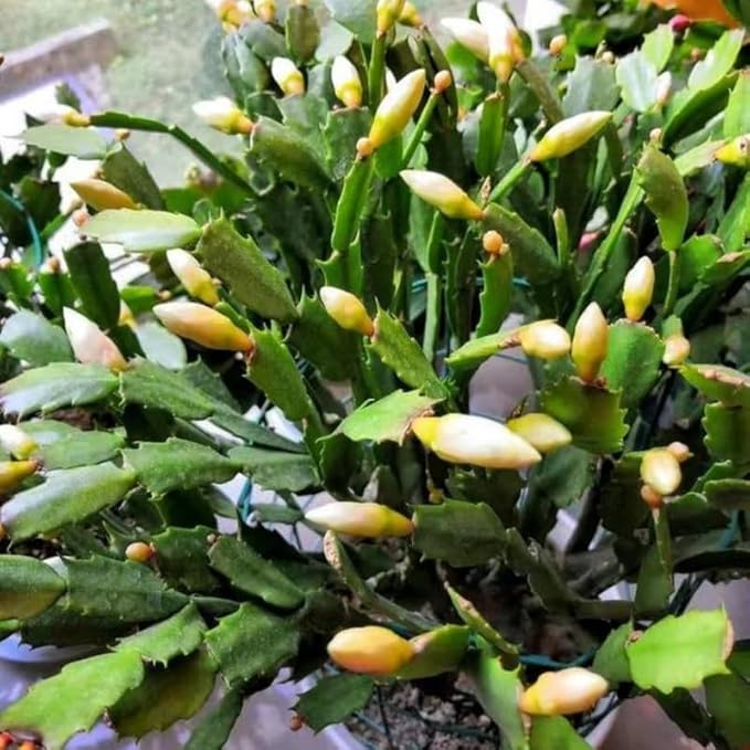 Set 2 Christmas Cactus Plants Live, Hanging Baskets Houseplants, Holiday Cactus Indoor Plants Live Well-Rooted 4-9" Tall, No Pot (Yellow)
