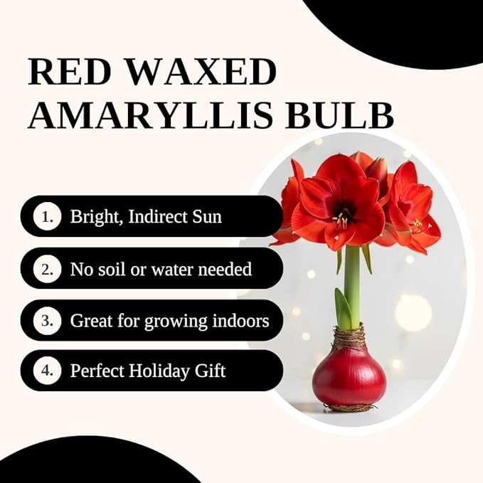 Large Waxed Red Blooming Amaryllis Bulb - Red Dipped Bulb - Grow Indoors – No Watering or Soil Needed - Live Holiday Gift Plant - Christmas Gift Exchange Idea - Favorite Things Party (1 Bulb)