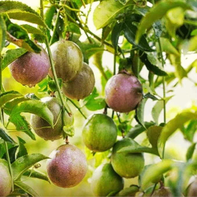 Live Passionfruit Plant Vine - 6 to 8 Inches Tall, Hardy and Fruit-Bearing, Purple Passion Fruit Tree Live Plant, for Planting Home Gardens and Containers