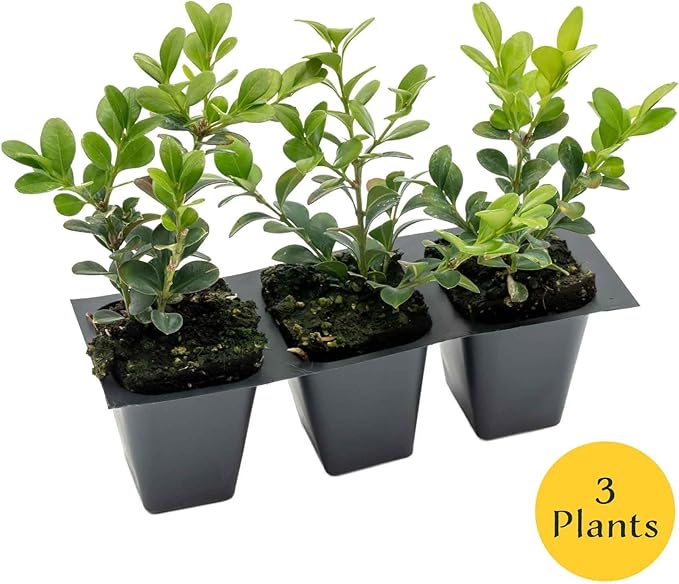 3 Winter Gem Boxwood in 2.5” Nursery Cubes (Buxus microphylla VAR. Japonica) | Evergreen Shrub for Hedges, Borders & Topiary | Ready-to-Plant Live Starter Plants