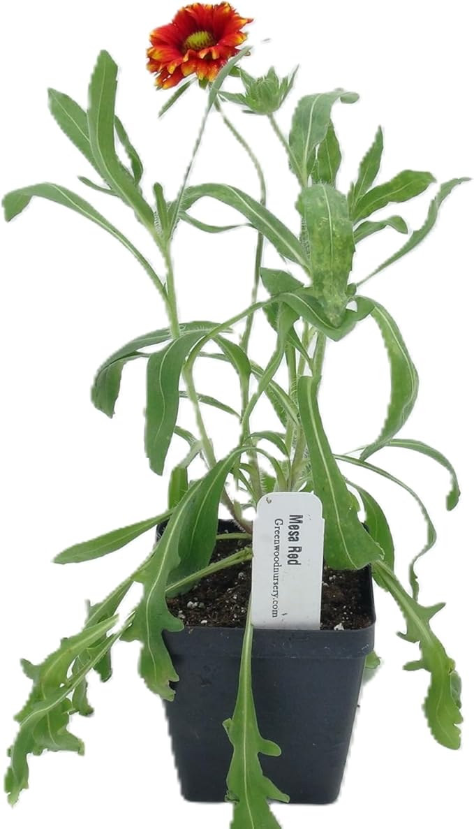 Greenwood Nursery: Live Perennial Plants - 'Mesa Red' + Gaillardia x Grandiflora - [Qty: 10x Pint Pots] - (Click for Other Available Plants/Quantities)