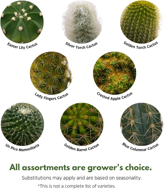 BubbleBlooms Cactus Assortment, 4 inch Set of 3, Best-Sellers Most Popular Cacti Variety