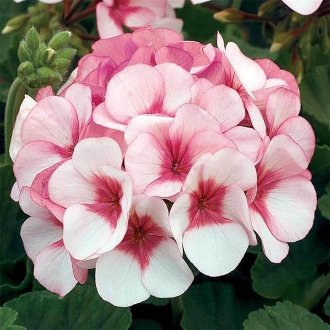 Maverick Series Geranium Star (Pink W/Rose Eyes) ~50 Seeds – Pelargonium x hortorum – Non-GMO, Annual – Compact 12-18" Plants – 4-6" Blooms – for Containers, Borders & Flower Beds – 91-105 Days