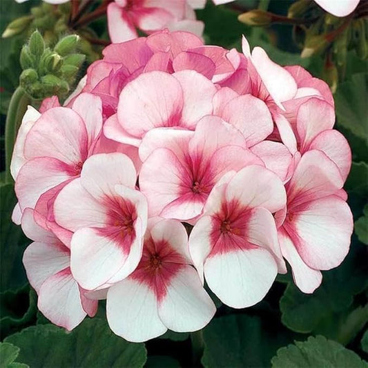 Maverick Series Geranium Star (Pink W/Rose Eyes) ~50 Seeds – Pelargonium x hortorum – Non-GMO, Annual – Compact 12-18" Plants – 4-6" Blooms – for Containers, Borders & Flower Beds – 91-105 Days