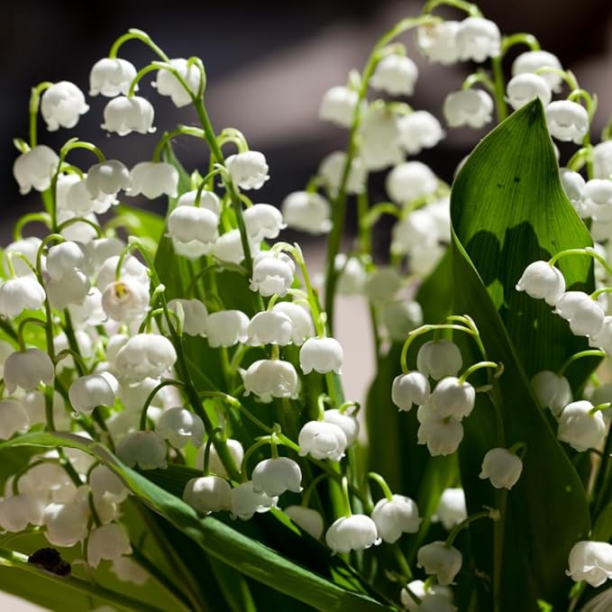 10 Large Lily of The Valley Roots for Planting, Perennial Sweet Fragrant White Flower, Zones 2 to 9, Cold Hardy