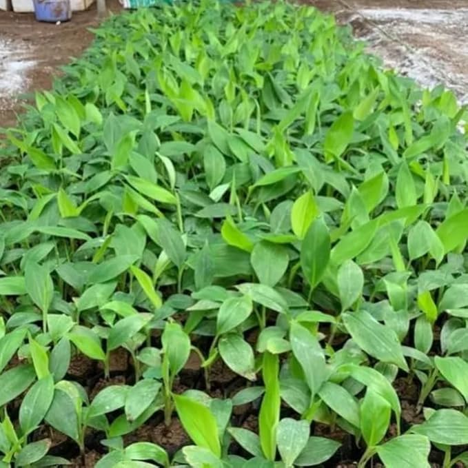 Rare Banana Plant Live for Planting, Banana Trees Live Plants for Outdoor Indoor Planting, Cold Hardy, 4-7" in Tall, No Pot, Musa Plant