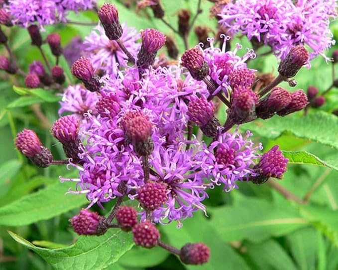 Ironweed Plant - Unique Purple Blooms - Vernonia gigantea - Seedlings to Plant in Your Own Garden (1 Seedling)
