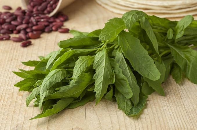Live Epazote Plant/Mexican Tea. Year's Supply. Family Pack. Helps Immunity, Digestion, Metabolism. Flavorful, Pungent, Fresh, Edible. Easy Grow. Indoor/Outdoor. (2 Epazote in Cup)