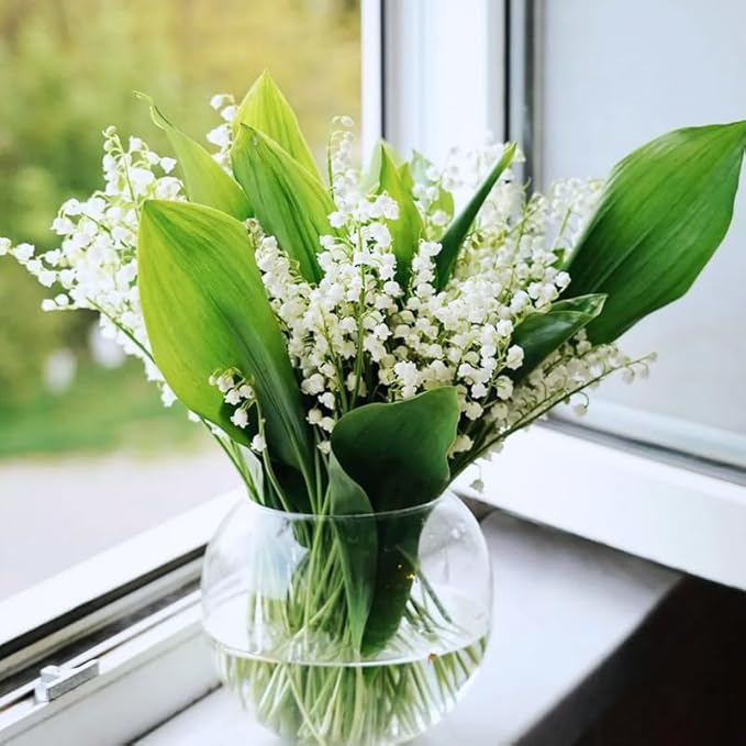 10 Lily of The Valley Bulbs for Planting, Perennial Lily Flower Bulbs, Fragrant White Blooms for Shade Gardens