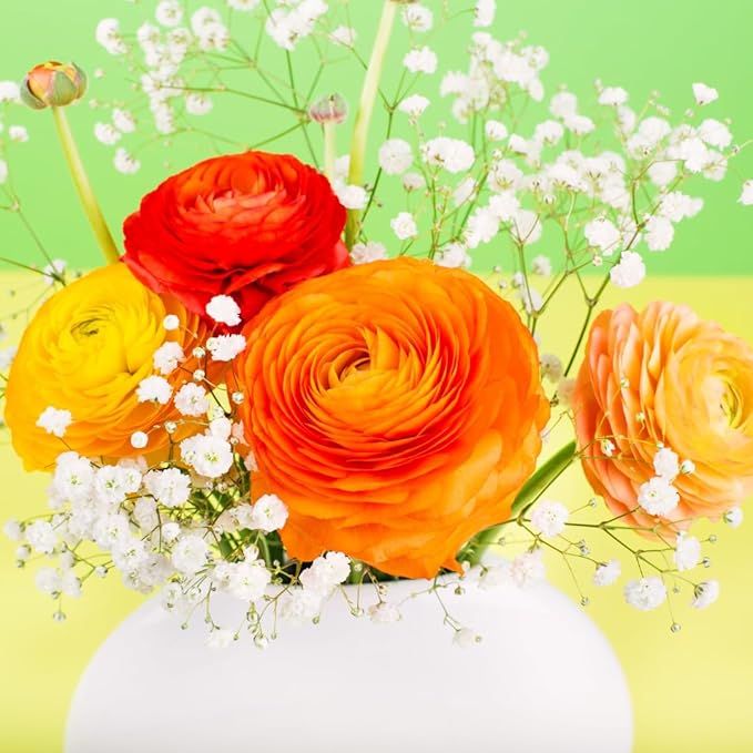 25 Ranunculus Bulbs for Fall Planting, Perennial Flowers Bulbs for Gardens, Vibrant Peony Buttercup Corms for Outdoor Borders (Orange Ranunculus)