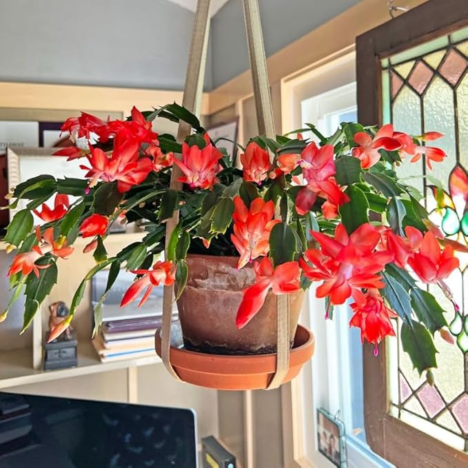Orange Christmas Cactus Plant, 3-6" Tall Colorful Holiday Cactus Houseplant Easy Care Tropical Flowering Succulent Live Plants, Well Rooted, No Pot