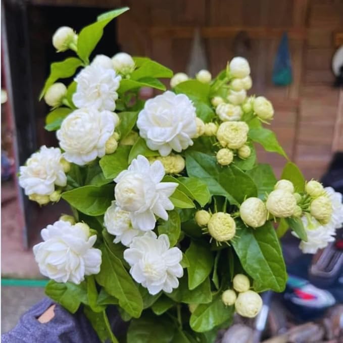3 Grand Duke of Tuscany Jasmine Plants Live, 5 to 8 Inches Tall, Arabian Jasmine Vine Plant for Gardening and Outdoor Patio