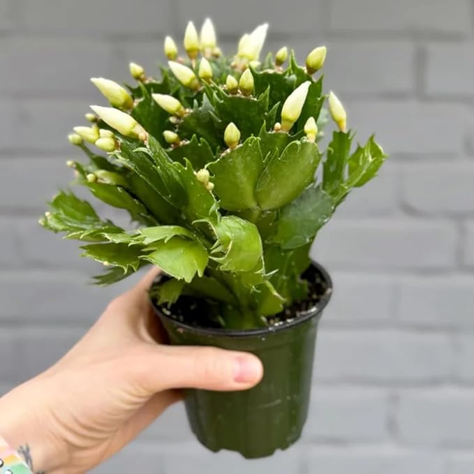Thanksgiving Cactus Live Plant in 4" Pot, Holiday Christmas Cactus Plants Live, Winter Bloom, Indoor Planting, Ready to Blooms (Random)