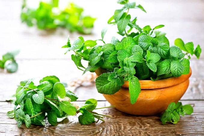 GARDENERA Spearmint Plant Potting Soil - Elevate Your Spearmint Garden with Professional Grade Nutrient-Rich Mix - 3 Quart