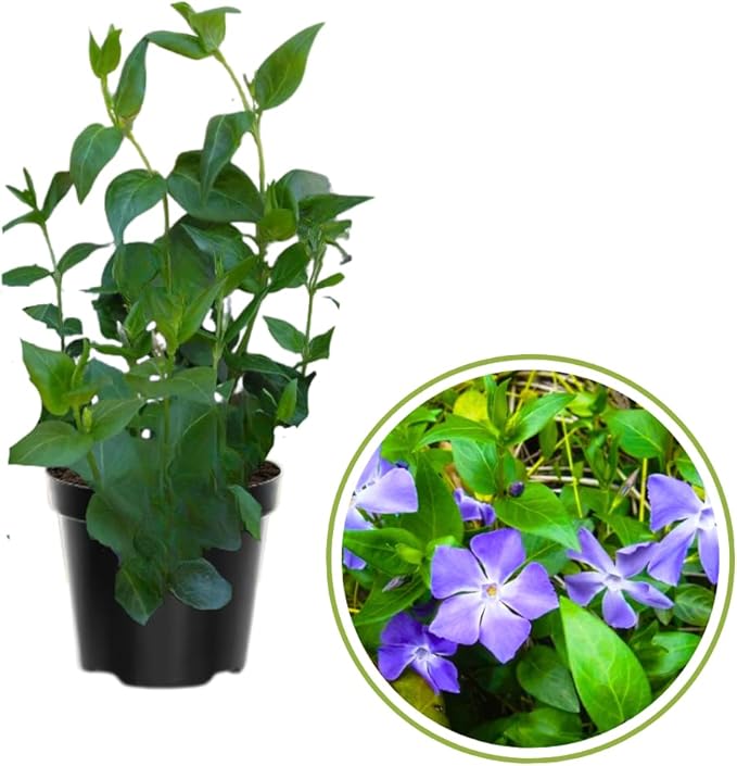 4 Live Vinca Minor Plants Live in 4 Inc Pot, Live Ground Cover Plants for Garden Growing