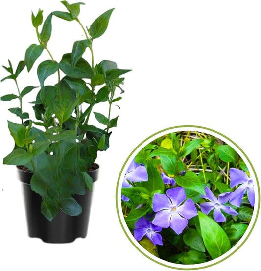 4 Live Vinca Minor Plants Live in 4 Inc Pot, Live Ground Cover Plants for Garden Growing