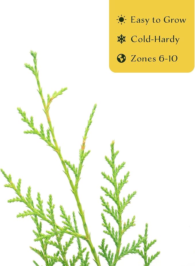 1 Murray Leyland Cypress in 3.5” Nursery Cubes (Cupressocyparis leylandii ‘Murrayii’) | Fast-Growing Evergreen Conifer Tree for Privacy Screens, Windbreaks & Borders | Ready-to-Plant